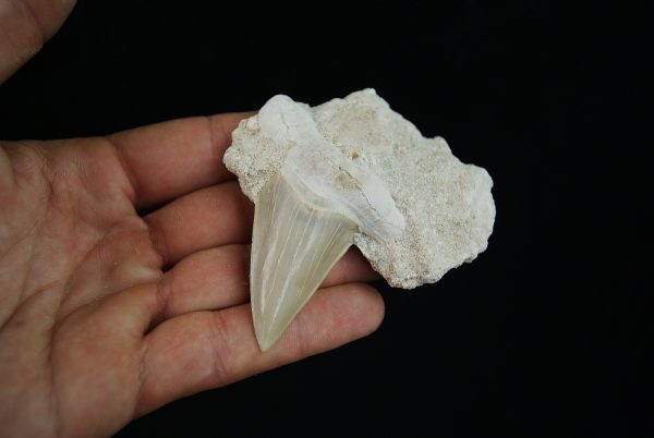 Diente fósil de Otodus obliquus