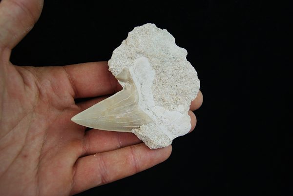 Diente fósil de Otodus obliquus