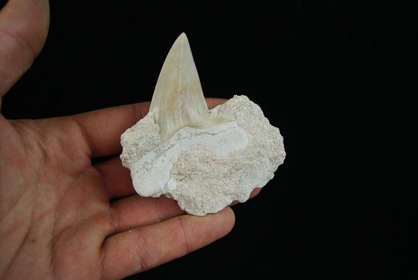 Diente fósil de Otodus obliquus