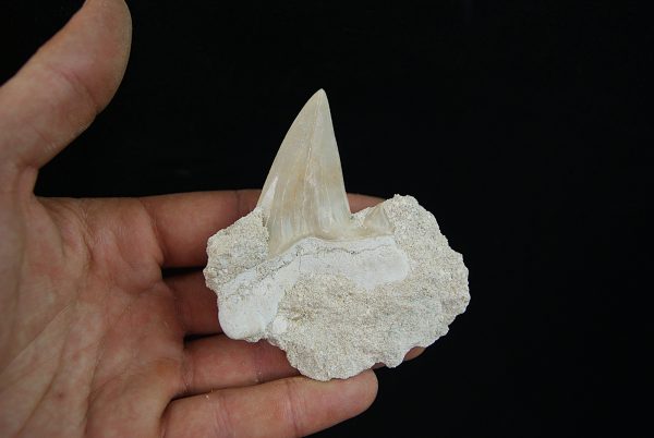 Diente fósil de Otodus obliquus
