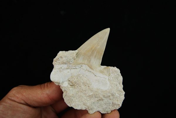Diente fósil de Otodus obliquus