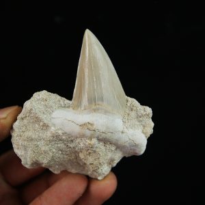 Diente fósil de Otodus obliquus