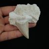 Diente fósil de Otodus obliquus