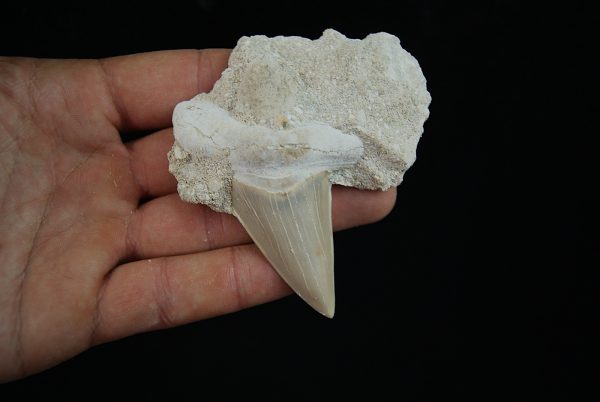 Diente fósil de Otodus obliquus