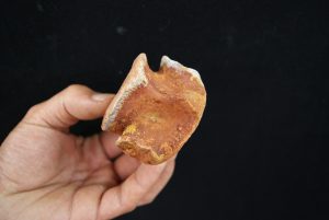 Vértebra cervical fósil de cocodrilo