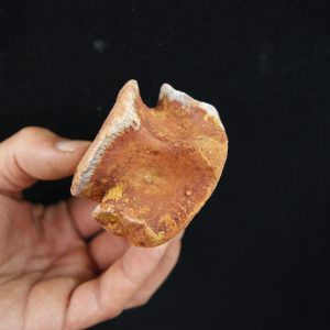 Vértebra cervical fósil de cocodrilo