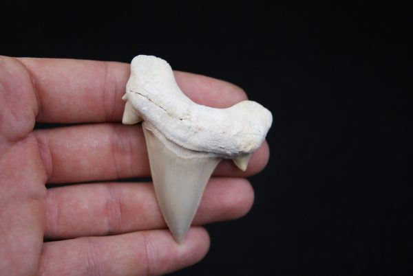 Otodus obliquus