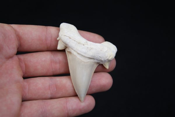 Otodus obliquus