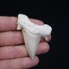 Otodus obliquus