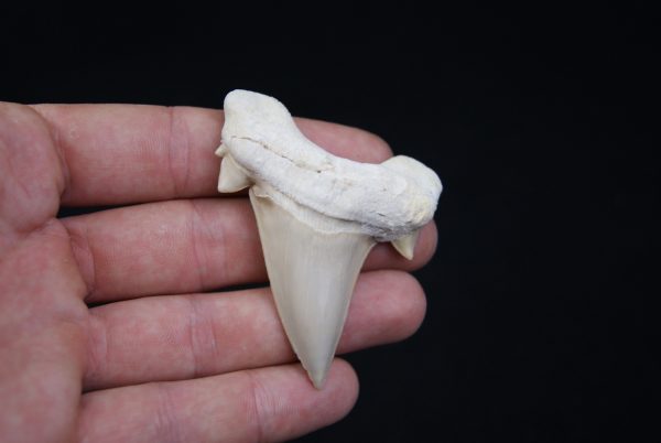 Otodus obliquus
