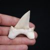 Otodus obliquus
