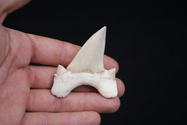 Otodus obliquus