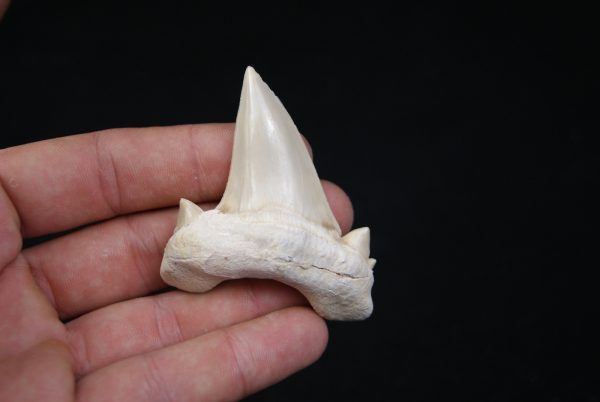 Otodus obliquus