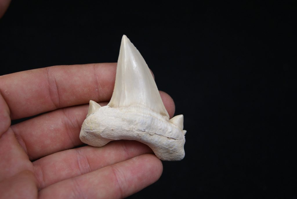 Otodus obliquus1