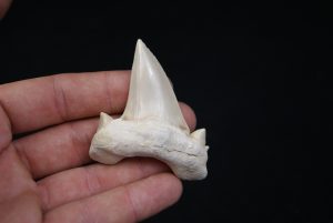 Otodus obliquus