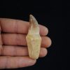 Mosasaurio - Liodon anceps
