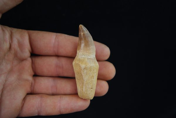 Mosasaurio - Liodon anceps