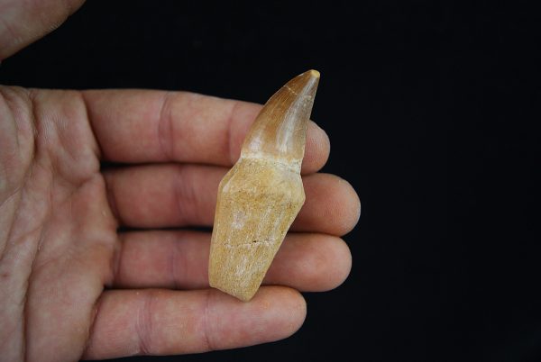 Mosasaurio - Liodon anceps