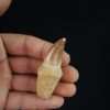 Mosasaurio - Liodon anceps