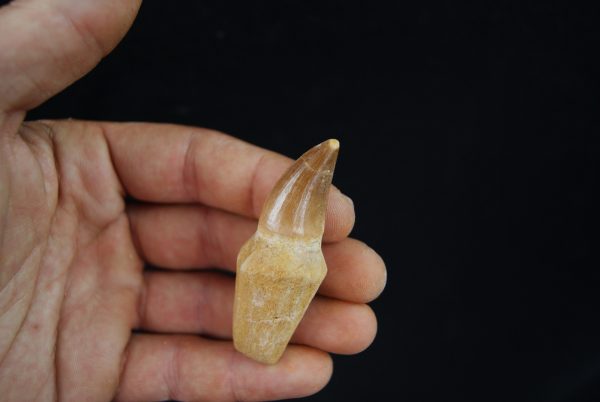 Mosasaurio - Liodon anceps