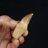 Mosasaurio - Liodon anceps