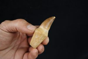 Mosasaurio - Liodon anceps