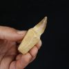 Mosasaurio - Liodon anceps