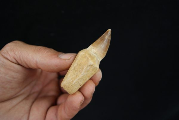 Mosasaurio - Liodon anceps