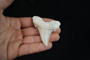 Otodus sokolovi