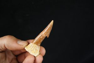 Onchopristis numidus