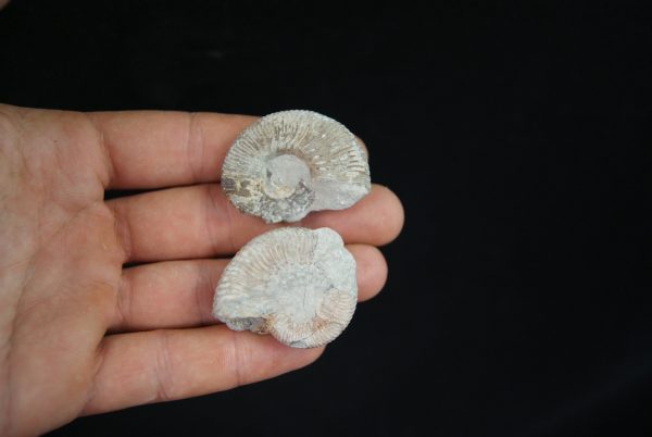 Pareja de ammonites