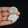 Pareja de ammonites