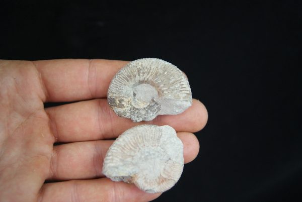 Pareja de ammonites