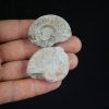 Pareja de ammonites