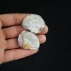 Pareja de ammonites