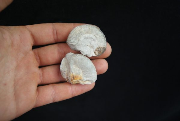 Pareja de ammonites