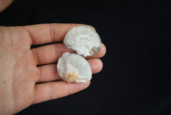 Pareja de ammonites