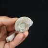 Pareja de ammonites