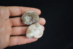 Pareja de ammonites