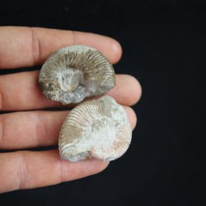Pareja de ammonites