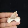 Otodus obliquus
