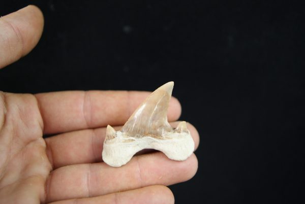 Otodus obliquus