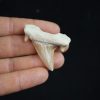 Otodus obliquus