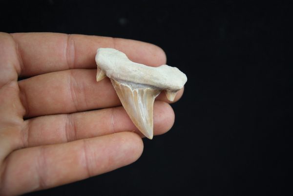 Otodus obliquus