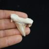 Otodus obliquus