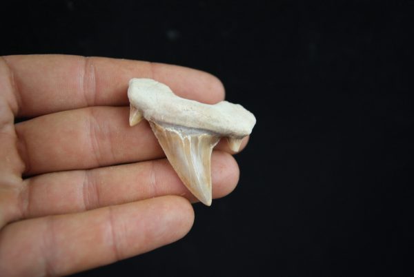 Otodus obliquus