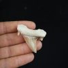Otodus obliquus