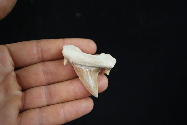 Otodus obliquus