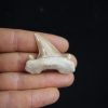 Otodus obliquus