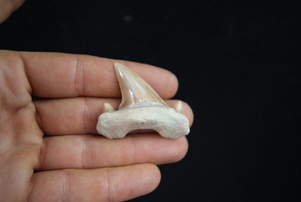 Otodus obliquus